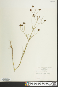 Coreopsis tinctoria image