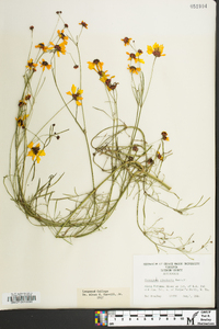 Coreopsis tinctoria image