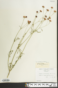 Coreopsis tinctoria image