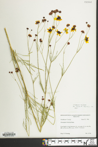 Coreopsis tinctoria image