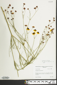 Coreopsis tinctoria image