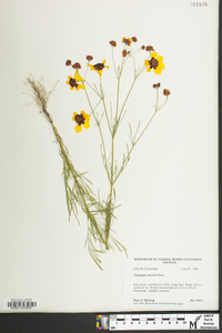 Coreopsis tinctoria image