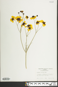 Coreopsis tinctoria image