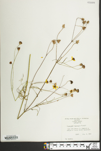 Coreopsis tinctoria image