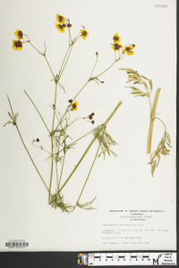 Coreopsis tinctoria image