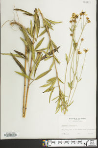 Coreopsis tripteris image