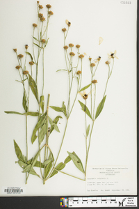 Coreopsis tripteris image