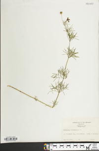 Coreopsis verticillata image