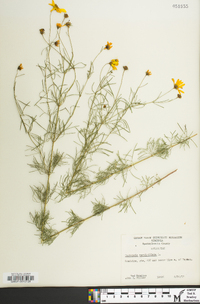 Coreopsis verticillata image