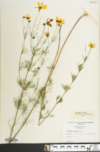 Coreopsis verticillata image