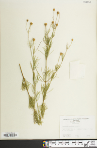 Coreopsis verticillata image