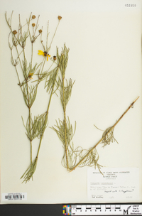 Coreopsis verticillata image