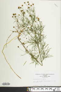 Coreopsis verticillata image