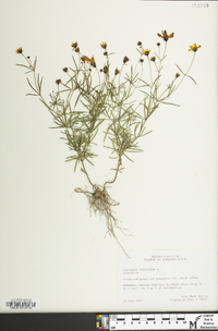 Coreopsis verticillata image