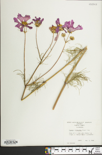 Cosmos bipinnatus image