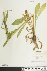 Crepis pulchra image