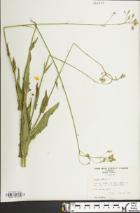 Crepis pulchra image