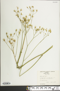 Crepis pulchra image