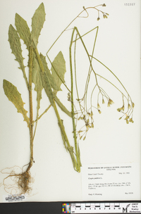 Crepis pulchra image