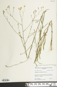 Croptilon divaricatum image