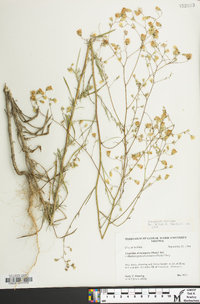 Croptilon divaricatum image