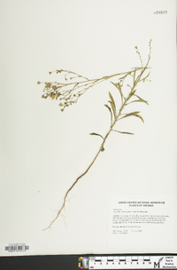 Croptilon divaricatum image