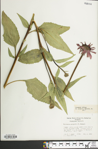 Echinacea purpurea image