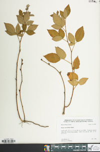 Rubus cuneifolius image