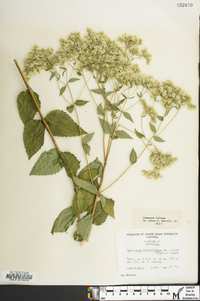 Eupatorium pubescens image