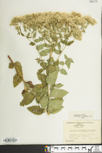 Eupatorium cordigerum image