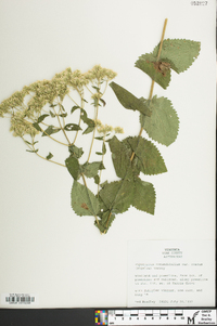 Eupatorium cordigerum image