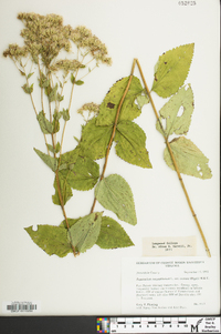 Eupatorium cordigerum image