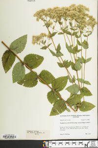 Eupatorium cordigerum image