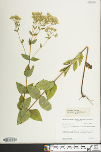 Eupatorium cordigerum image