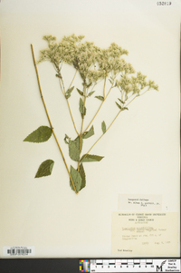 Eupatorium cordigerum image