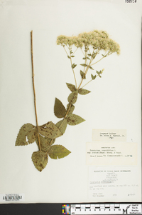 Eupatorium cordigerum image