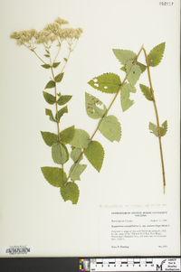 Eupatorium cordigerum image