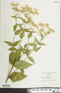 Eupatorium cordigerum image