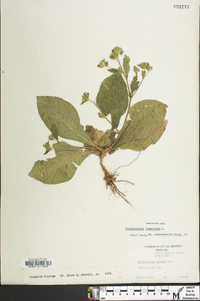 Elephantopus tomentosus image