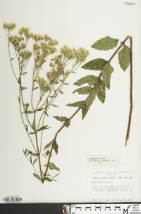 Eupatorium album image