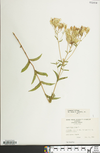 Eupatorium album image