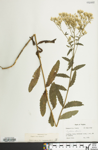 Eupatorium album image