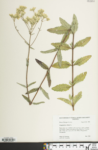 Eupatorium album image