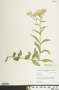 Eupatorium album image