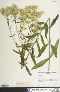 Eupatorium album image