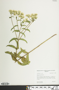 Eupatorium album image