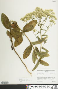 Eupatorium album image