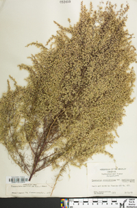 Eupatorium capillifolium image