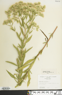 Eupatorium altissimum image