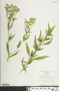 Eupatorium altissimum image